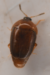 Sericoderus