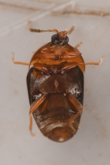 Sericoderus