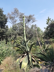 Agave salmiana