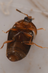Sericoderus