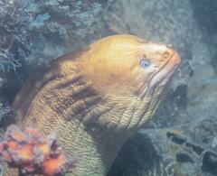 Gymnothorax prasinus