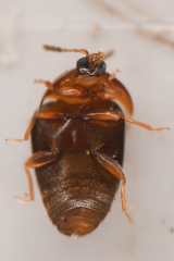 Sericoderus