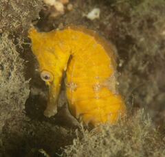 Hippocampus whitei
