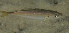 Trachurus novaezelandiae