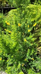 Genista stenopetala