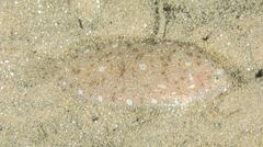 Aseraggodes lenisquamis