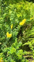 Genista stenopetala