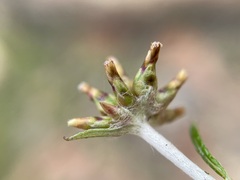Gnaphalieae
