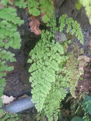 Adiantum concinnum