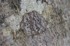 Caliciaceae