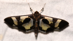 Desmia bajulalis