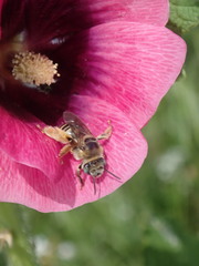 Apinae