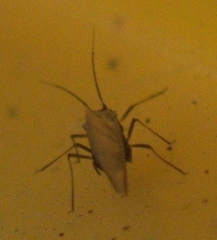 Rhopalosiphum
