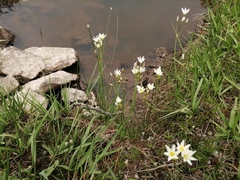 Nothoscordum bivalve
