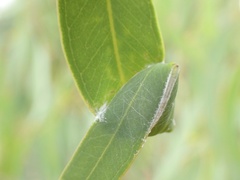 Cymbacha