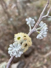Eucalyptus tenuiramis