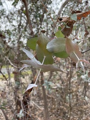 Eucalyptus tenuiramis