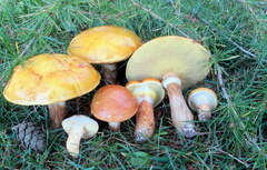 Suillus clintonianus