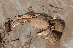 Ovalipes australiensis