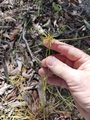 Cyperus bowmanni
