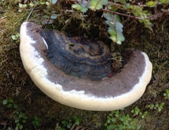 Fomitopsis hemitephra