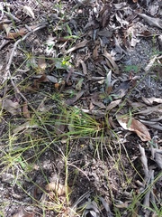 Cyperus bowmanni