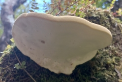 Fomitopsis hemitephra