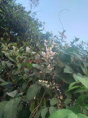 Derris trifoliata