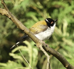 Melithreptus lunatus