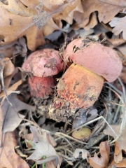 Suillellus amygdalinus