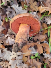 Suillellus amygdalinus