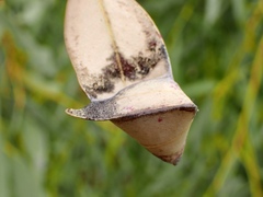 Cymbacha