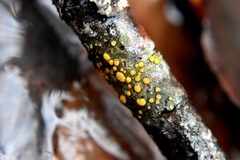 Lecanora symmicta