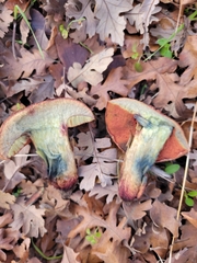 Suillellus amygdalinus