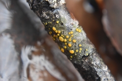 Lecanora symmicta