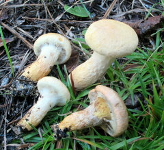 Suillus decipiens