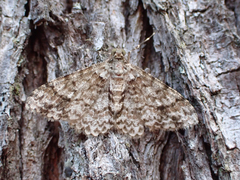 Myrioblephara desumpta