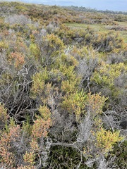 Tecticornia arbuscula