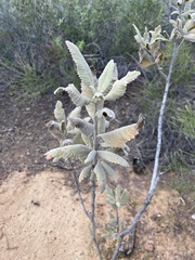 Eriodictyon crassifolium