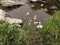 Nothoscordum bivalve