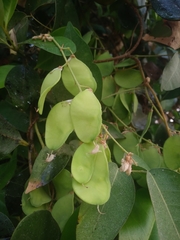 Derris trifoliata