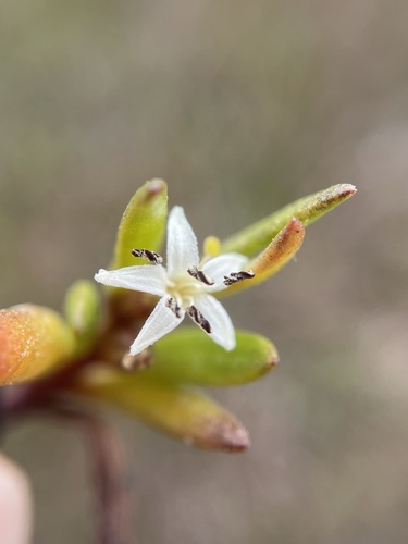 Image of Wilsonia backhousei by (c) Matt Berger, some rights reserved (CC BY)