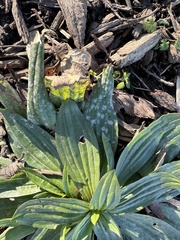 Golovinomyces sordidus