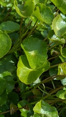 Hydrocotyle verticillata