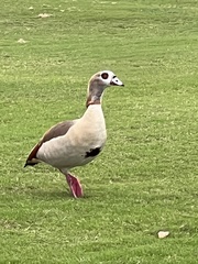 Alopochen aegyptiaca