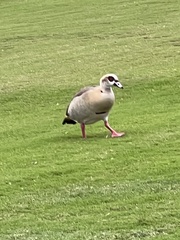 Alopochen aegyptiaca