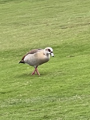 Alopochen aegyptiaca