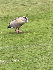 Alopochen aegyptiaca