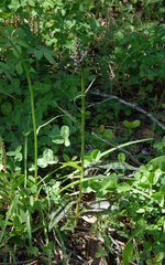 Dactylorhiza fuchsii