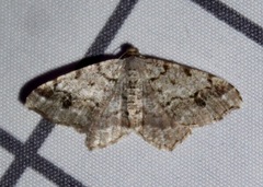 Macaria pinistrobata